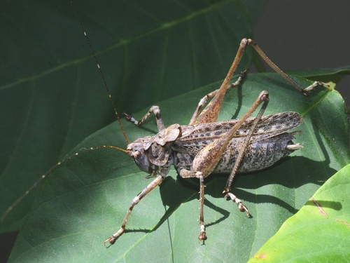 Gran Canaria Bush-cricket