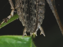 Evergoderes cabrerai