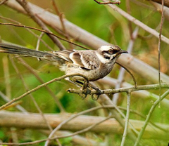 Mimus longicaudatus longicaudatus