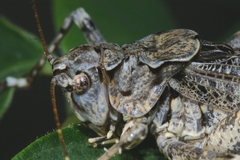 Evergoderes cabrerai