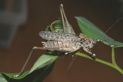 Evergoderes cabrerai