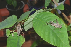 Evergoderes cabrerai