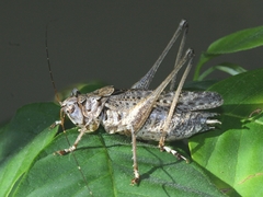 Evergoderes cabrerai