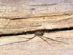 Leiobunum ventricosum