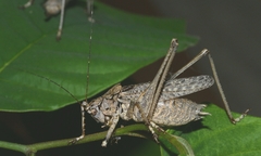 Evergoderes cabrerai