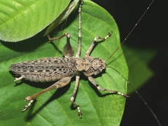 Evergoderes cabrerai