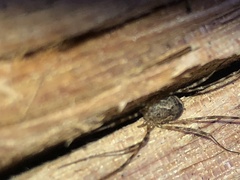 Leiobunum ventricosum