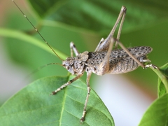 Evergoderes cabrerai