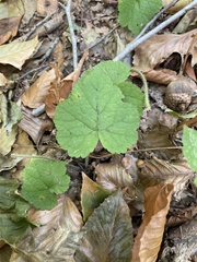 Tiarella stolonifera