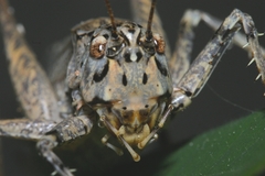 Evergoderes cabrerai