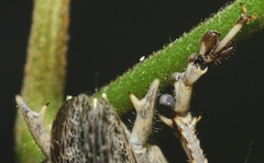 Evergoderes cabrerai