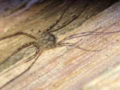 Leiobunum ventricosum