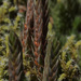 Selaginella densa scopulorum - Photo 由 Susan 所上傳的 (c) Susan，保留部份權利CC BY-NC