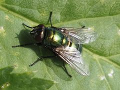 Neomyia viridescens