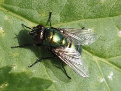 Neomyia viridescens