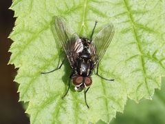 Graphomya maculata