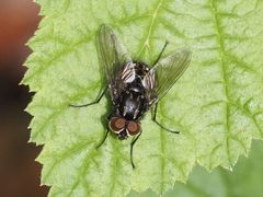 Graphomya maculata