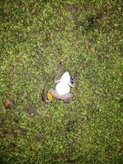 Colostethus panamansis