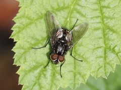 Graphomya maculata