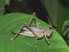 Evergoderes cabrerai