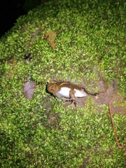 Colostethus panamansis