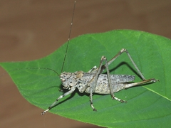 Evergoderes cabrerai