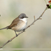 Lesser Whitethroat - Photo (c) Imran Shah, some rights reserved (CC BY-SA)