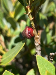 Disholandricus chrysolepidis