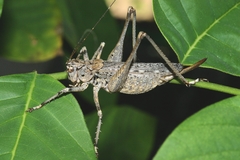 Evergoderes cabrerai