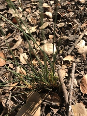 Juncus effusus pacificus