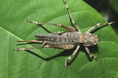 Evergoderes cabrerai