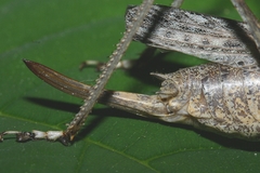 Evergoderes cabrerai