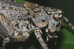 Evergoderes cabrerai