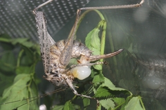 Evergoderes cabrerai