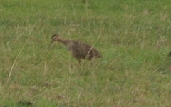 Nothoprocta perdicaria