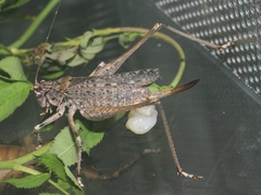 Evergoderes cabrerai