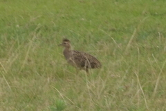 Nothoprocta perdicaria