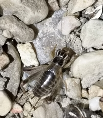 Eugryllodes escalerae