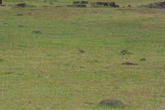 Nothoprocta perdicaria