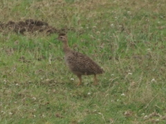 Nothoprocta perdicaria