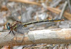 Phanogomphus diminutus