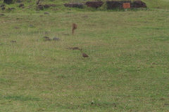 Nothoprocta perdicaria