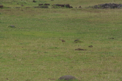 Nothoprocta perdicaria