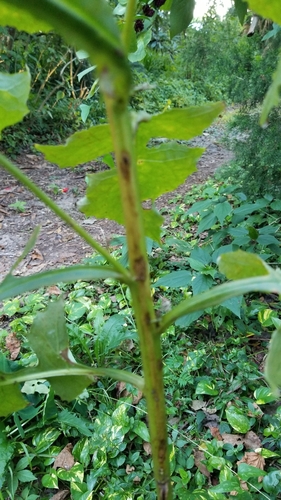 Lactuca floridana image