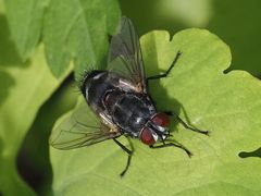 Blepharipa pratensis