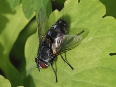 Blepharipa pratensis