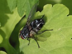 Blepharipa pratensis