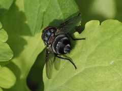 Blepharipa pratensis