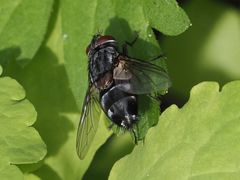 Blepharipa pratensis