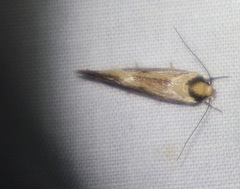 Scoliocheta ergatis